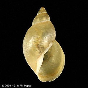 Galba truncately, the main intermediate host of F. hepatica throughout most of the fluke's natural range in Europe and western Asia. Image courtesy of Conchology, Inc, Mactan Island, Philippines. Adapted from CDC
