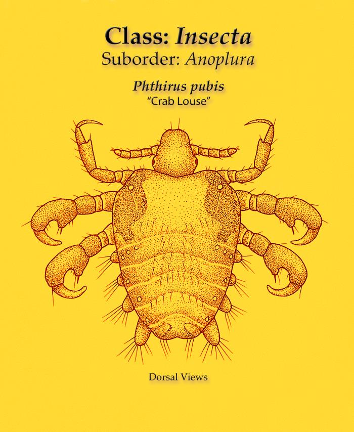 This illustration depicts a dorsal view of a “crab louse”, Phthirus pubis, a member of the suborder Anoplura, or “sucking lice”. The crab louse Phthirus pubis, is not known to carry disease producing organisms. Infestations usually occur in the pubic region of humans, and may occasionally be found on other coarse body hair, such as hair on the legs, armpits, mustache, beard, eyebrows, or eyelashes. Infestations of young children are usually on the eyebrows or eyelashes. Lice found on the head are not pubic lice; they are head lice. Adapted from CDC