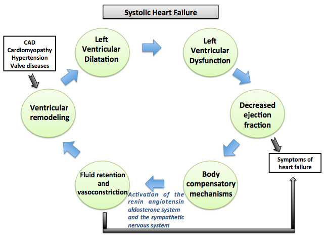 File:Systolic Heart failure.png