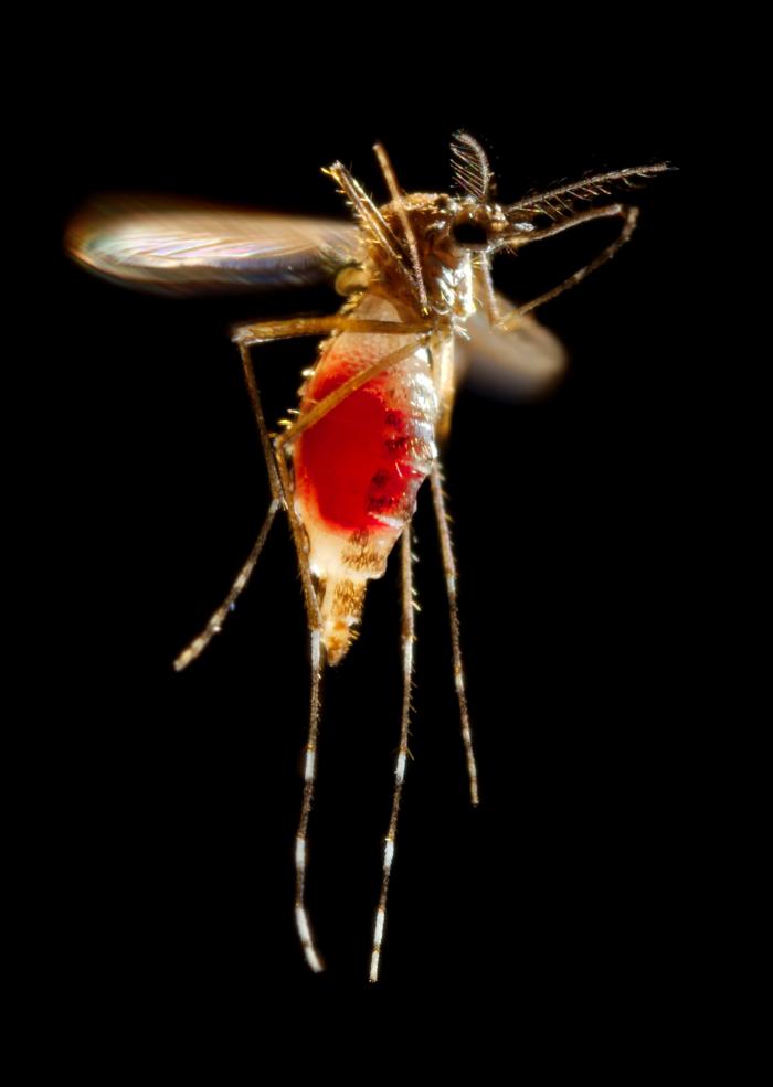 Red blood meal visible through her now transparent abdomen of female Aedes aegypti mosquito after leaving host’s skin surface. From Public Health Image Library (PHIL). [29]