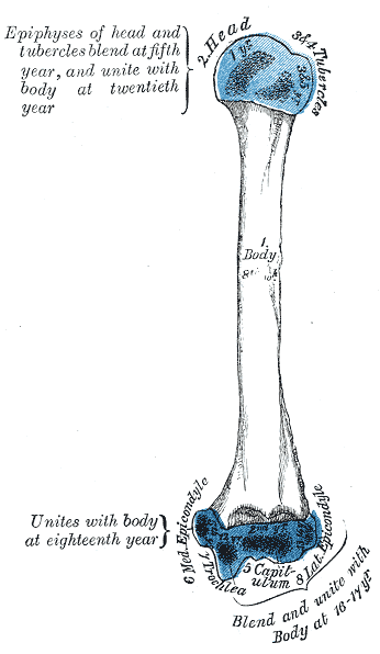 Plan of ossification of the humerus.