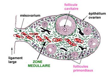 Ovarian follicle - wikidoc
