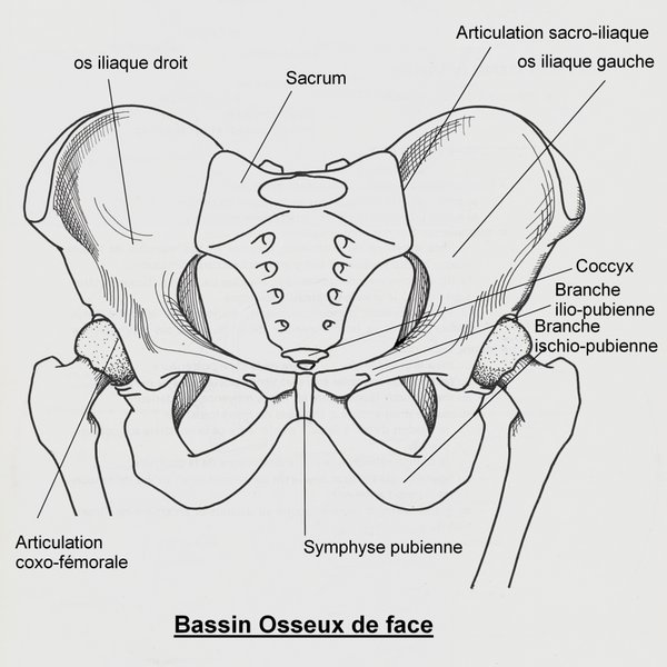 Pelvis (French labels)