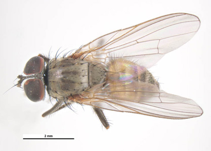 Fannia canicularis, the lesser house fly. This species has been implicated in the transmission of thelaziasis in the United States and Asia. Image courtesy of Parasite and Diseases Image Library, Australia. Adapted from CDC