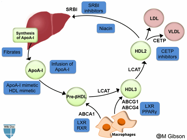 File:HDL target therapies.gif