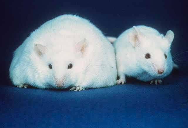 Two white mice both with similar sized ears, black eyes, and pink noses: The body of the mouse on the left, however, is about three times the width of the normal-sized mouse on the right.