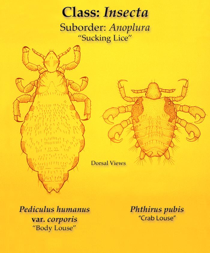 This illustration depicts some of the morphologic differences seen in two “sucking lice” of the Order Annoplura. The louse on the left is a “body louse”, Pediculus humanus var. corporis, and the louse on the right is a “crab” or “pubic louse”, Phthirus pubis. Note that both of these lice are wingless, and possess three pairs of claw-tipped legs, which allows them to firmly grasp the hair shafts to which they remain attached as human ectoparasitic pests. Adapted from CDC