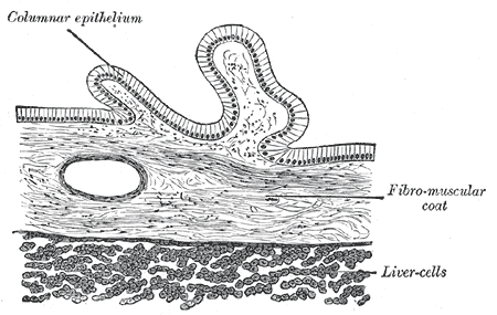 Transverse section of gall-bladder.