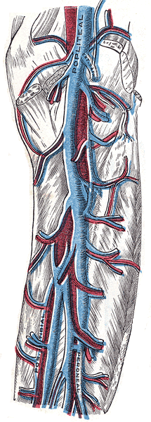 The popliteal vein.