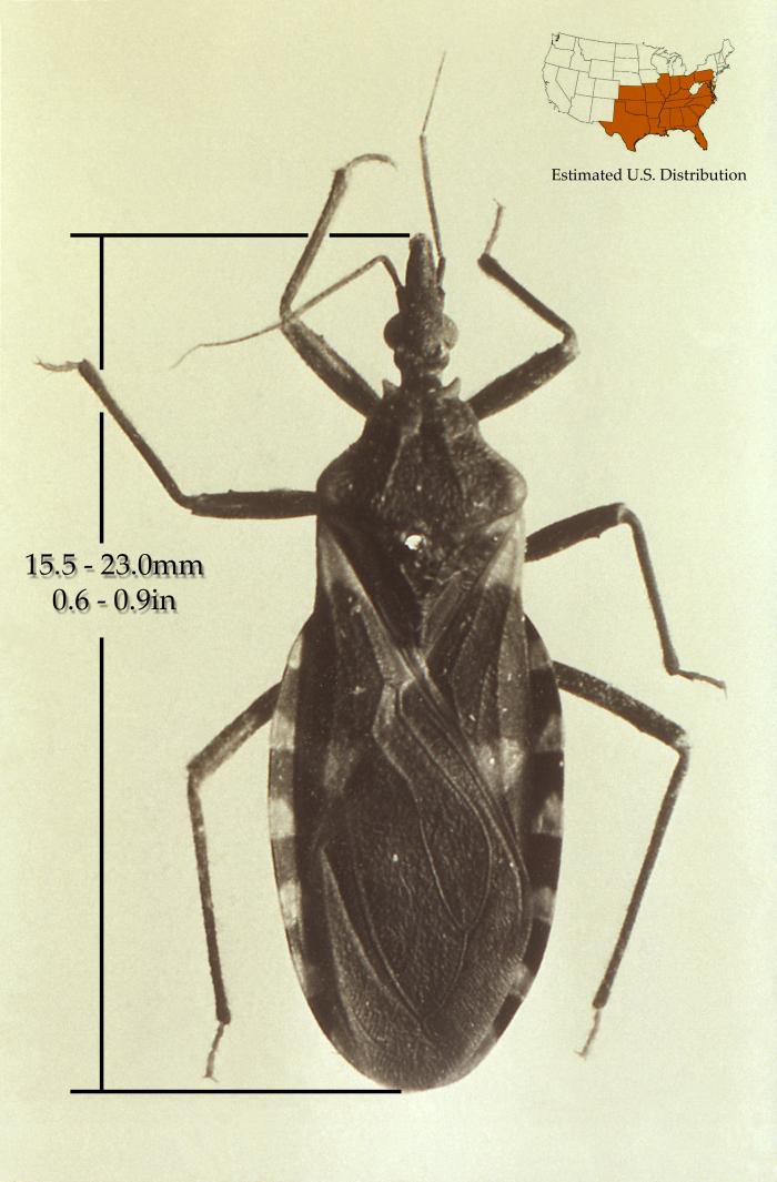 Dorsal view of the Eastern bloodsucking conenose, or the Mexican bed bug, Triatoma sanguisuga. From Public Health Image Library (PHIL). [5]