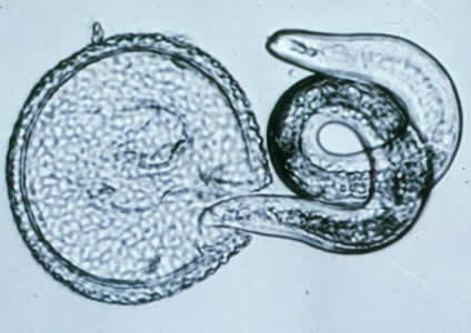 T. canis larva hatching. Adapted from CDC