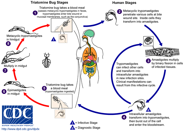 Life cycle of Trypanosoma cruzi. Source: CDC