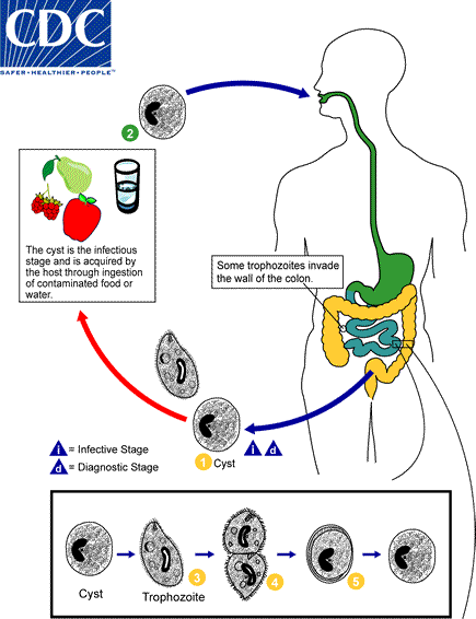 File:Bcoli lifecycle.gif