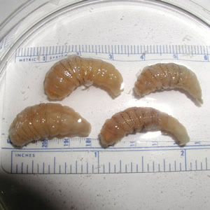Four larvae of D. hominis, removed from a human host. Adapted from CDC