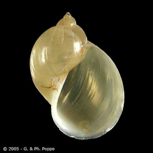 Radix sp. This snail genus has been recorded as a first intermediate host for E. hortense and a second intermediate host for E. cinetorchis. Image courtesy of Conchology, Inc, Mactan Island, Philippines. Adapted from CDC