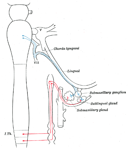 Sympathetic connections of the submaxillary and superior cervical ganglia.