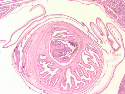 Cross-sections of cysticerci stained with H&E, at 40x magnification Adapted from CDC