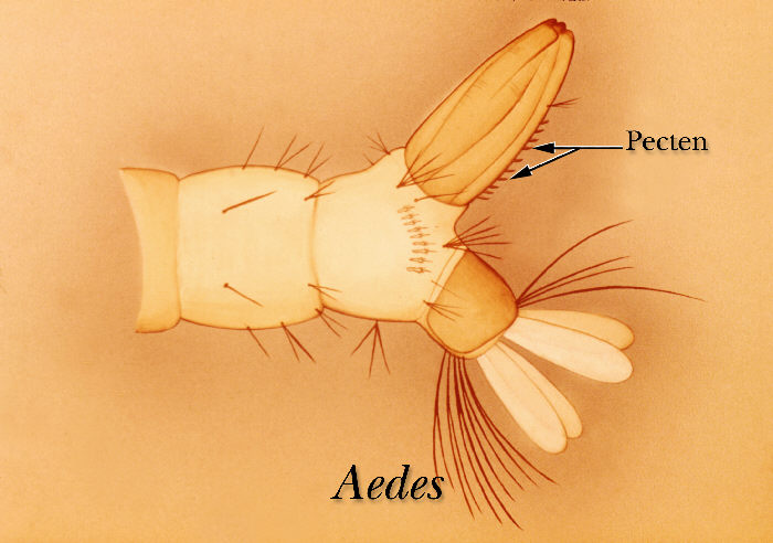 Illustration identifying the pecten on the terminal abdominal segment of an Aedes mosquito larva, vector of Dengue transmission. From Public Health Image Library (PHIL). [29]
