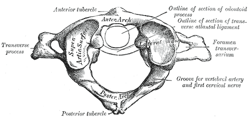 First cervical vertebra, or Atlas
