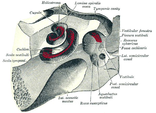 Vestibule of the ear - wikidoc