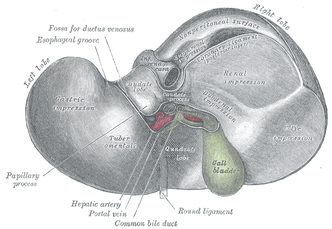 Caudate lobe of liver - wikidoc