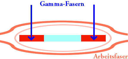 Gamma fiber