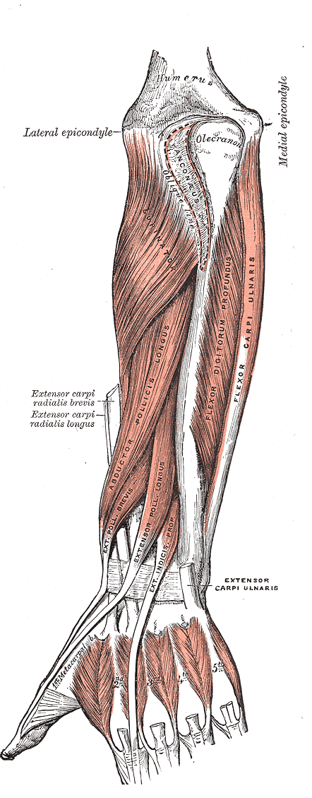 Posterior surface of the forearm. Deep muscles.