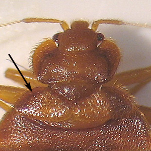 Higher magnification of the specimen in Figure 2. Note the reduced forewings (arrow). Adapted from CDC