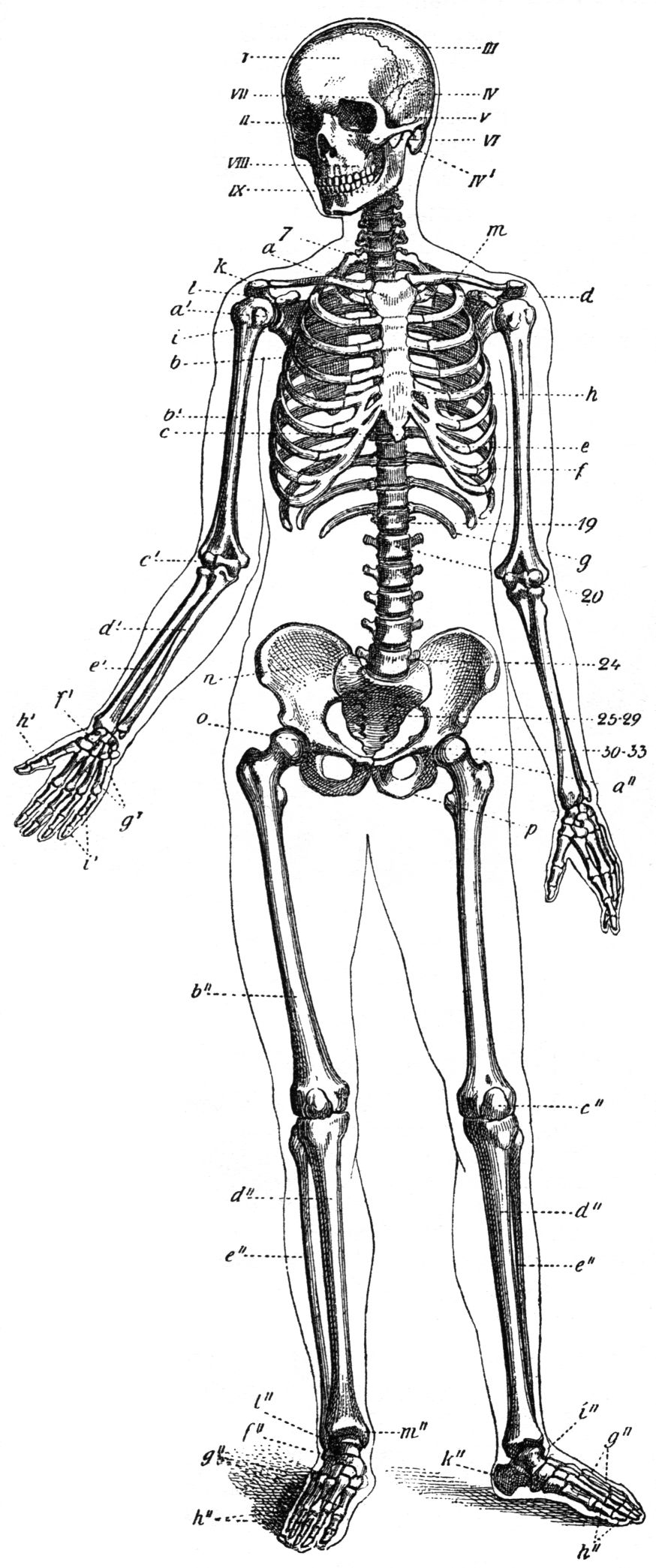 Annotated skeleton