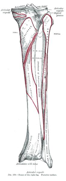 Bones of the right leg. Posterior surface.