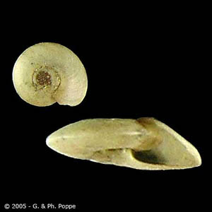 Snail in the genus Hippeutis, an intermediate host for F. buski. Image courtesy of Conchology, Inc, Mactan Island, Philippines. Adapted from CDC