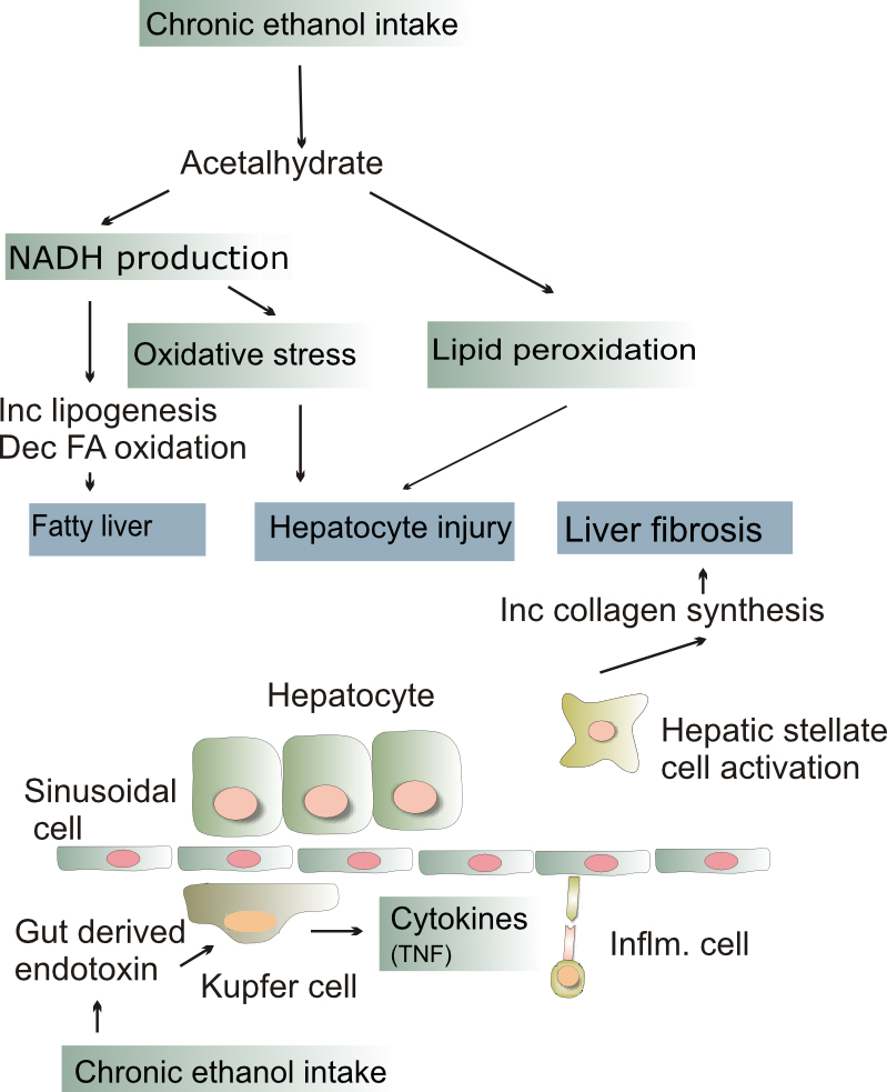 Pathogenesis of alcohol induced liver injury