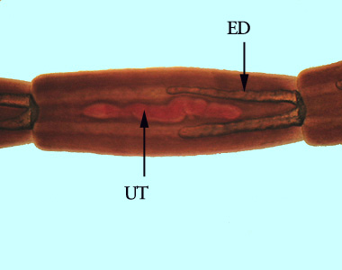 Gravid proglottid of Mesocestoides sp. stained with carmine. Shown in this specimen are the uterus (UT) and excretory ducts (ED). Adapted from CDC