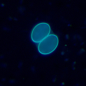 Sporulated oocyst of Sarcocystis sp. in a wet mount viewed under UV microscopy, magnification 400x. Adapted from CDC