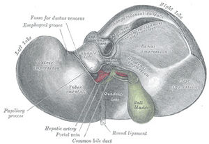 View of Liver from the bottom