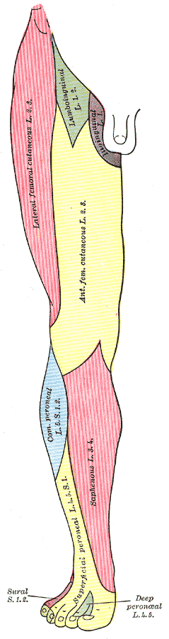 Diagram of segmental distribution of the cutaneous nerves of the right lower extremity. Front view.