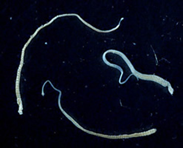 Three adult specimens of H. nana. Image courtesy of the Georgia Department of Public Health. Adapted from CDC