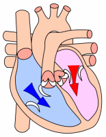 Cardiac diastole