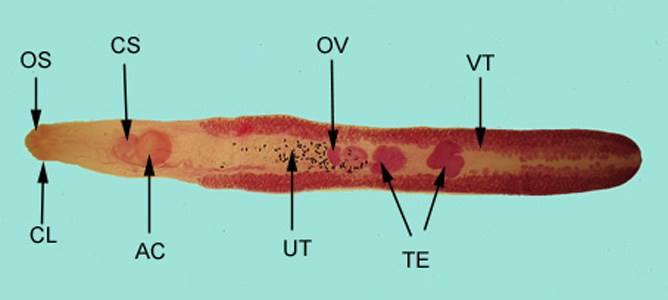 Adult of E. revolutum, stained with carmine. Structures illustrated in this figure include: oral sucker (OS), armed collar (CL), cirrus sac (CS), ventral sucker, or acetabulum (AC), uterus containing eggs (UT), ovary (OV), paired testes (TE), and vitelline glands (VT). This species has been recorded from humans in Taiwan. Adapted from CDC