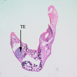 Adult Philophthalmus sp., removed from the conjunctiva of an artificially-infected chicken, stained with H&E. Illustrated in this figure is one of the large, paired testes (TE). Adapted from CDC