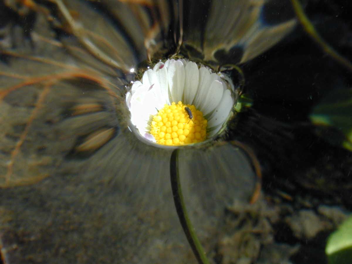A daisy. The flower is below the water level. The water rises smoothly around its edge. Surface tension prevents the water from submerging the flower.