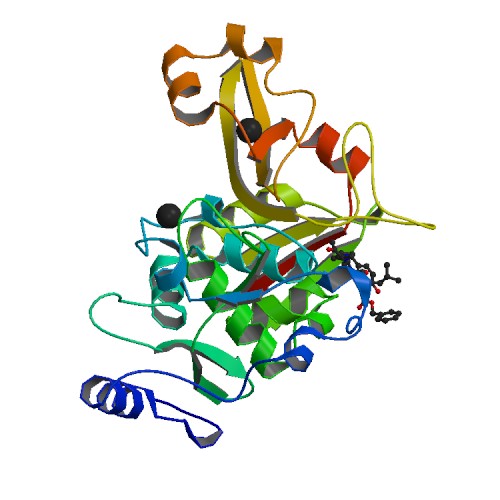 File:PBB Protein CAPN1 image.jpg