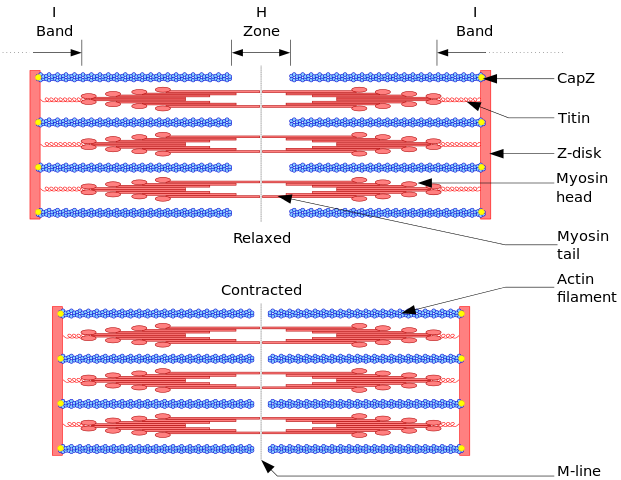 Figure 1. Sarcomere, pictured with component proteins actin, myosin, titin, etc.
