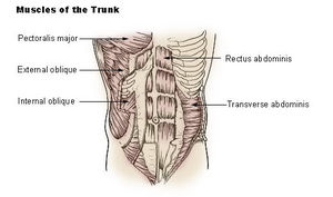 Muscles of the trunk