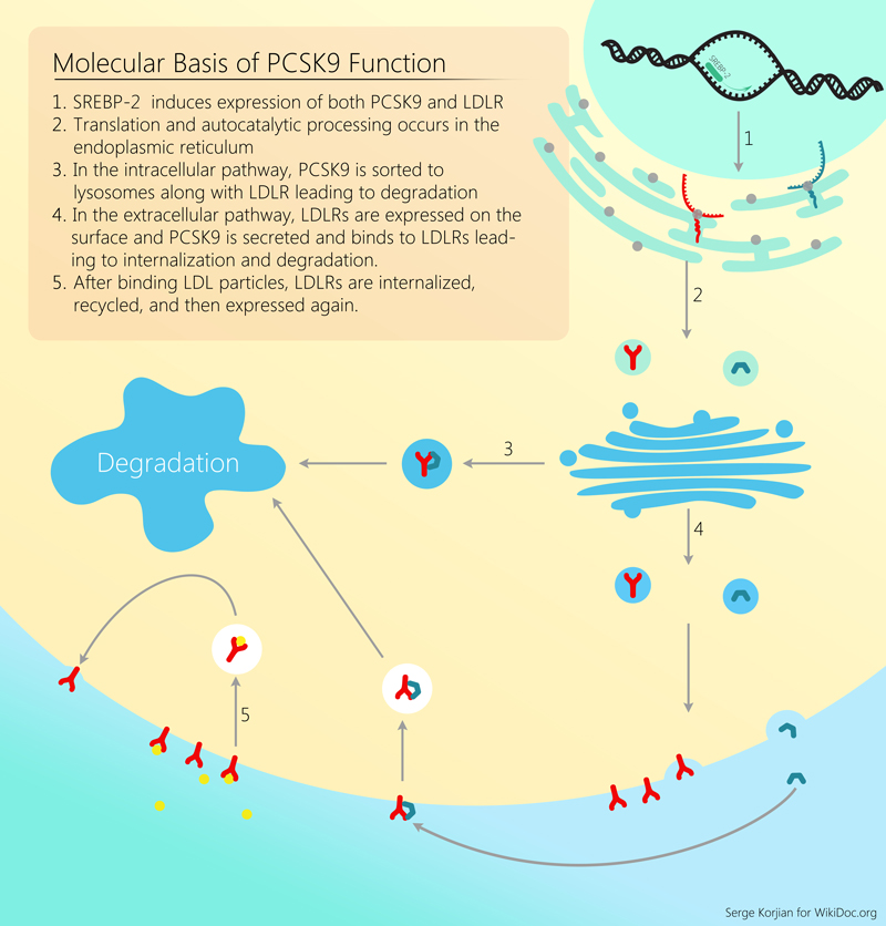 Biologic function of PCSK9 Adapted from Journal of the American College of Cardiology, 62(16): 1401-1408[2]