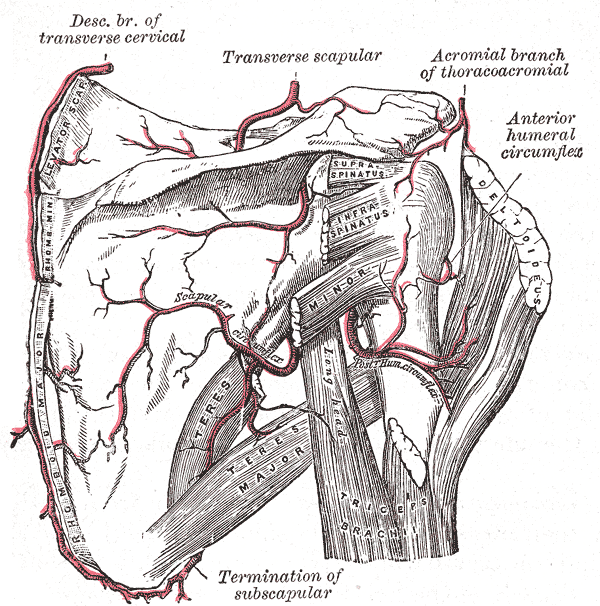 The scapular and circumflex arteries.