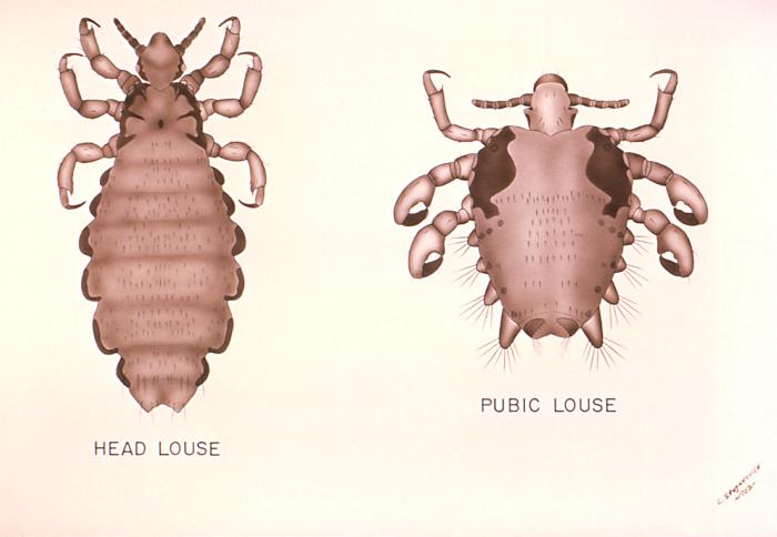 This is an illustration comparing the Head Louse, Pediculus humanus, with the Pubic Louse, Phthirus pubis. These insects use their hook-like appendages to grasp unto the hair shafts of their hosts in body regions unique to its species, i.e. the head louse infests the head region of its host, while the pubic louse infests its host’s pubic region. Adapted from CDC