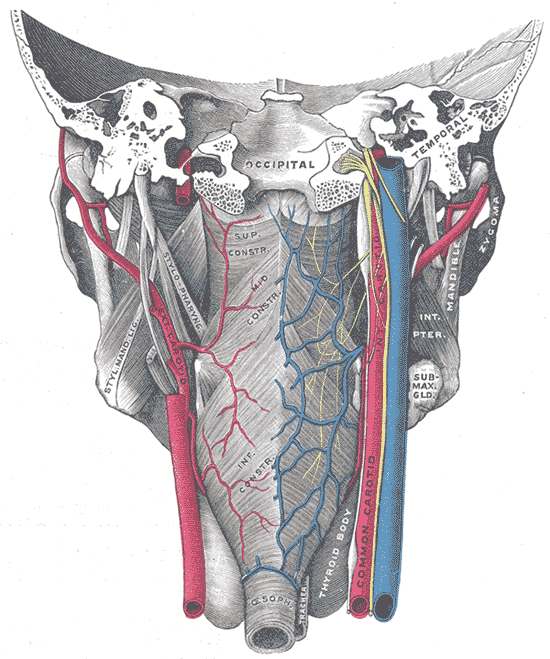 Muscles of the pharynx, viewed from behind, together with the associated vessels and nerves.