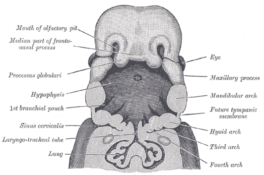 The head and neck of a human embryo thirty-two days old, seen from the ventral surface.