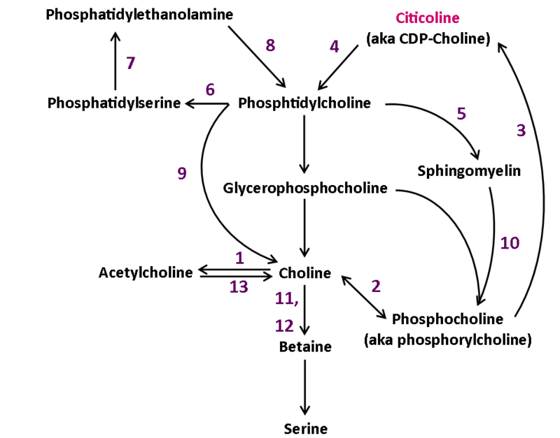File:Synthesis of choline from citicoline.png